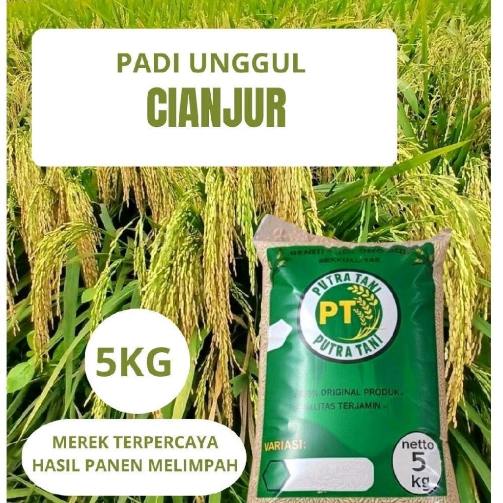 BENIH PADI CIANJUR KUALITAS PREMIUM ORIGINAL KEMASAN 5KG
