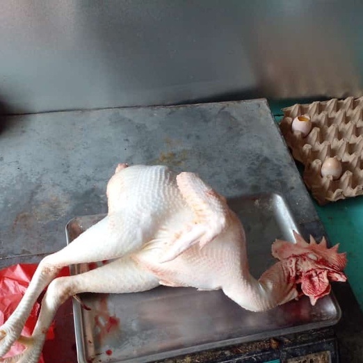 AYAM MERAH UK MEDIUM 1.7 SD 1.9KG/AYAM AFKIR/AYAM TUA/AYAM PETELOR/AYAM BULU MERAH YANG SUDAH DIAFKI