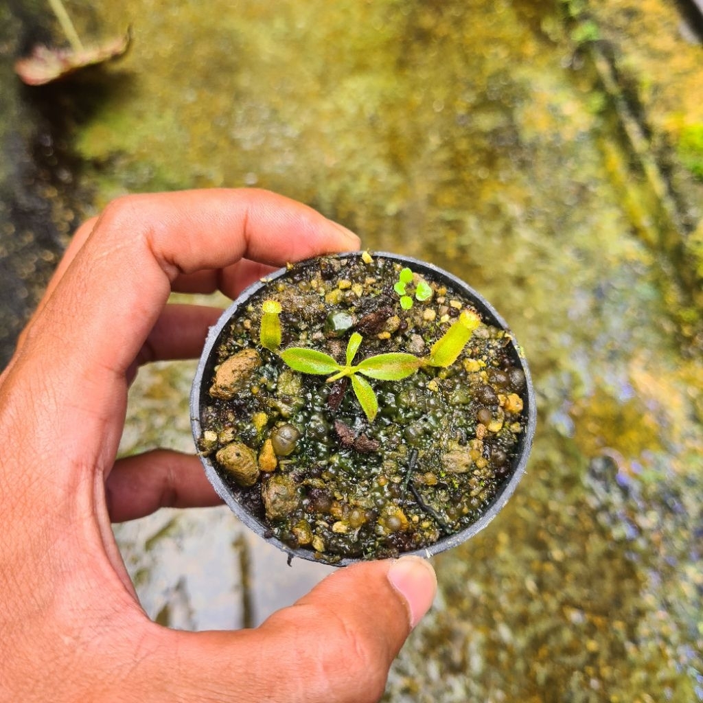 nepenthes hybrid maxima x (veitchi boschiana) seedling