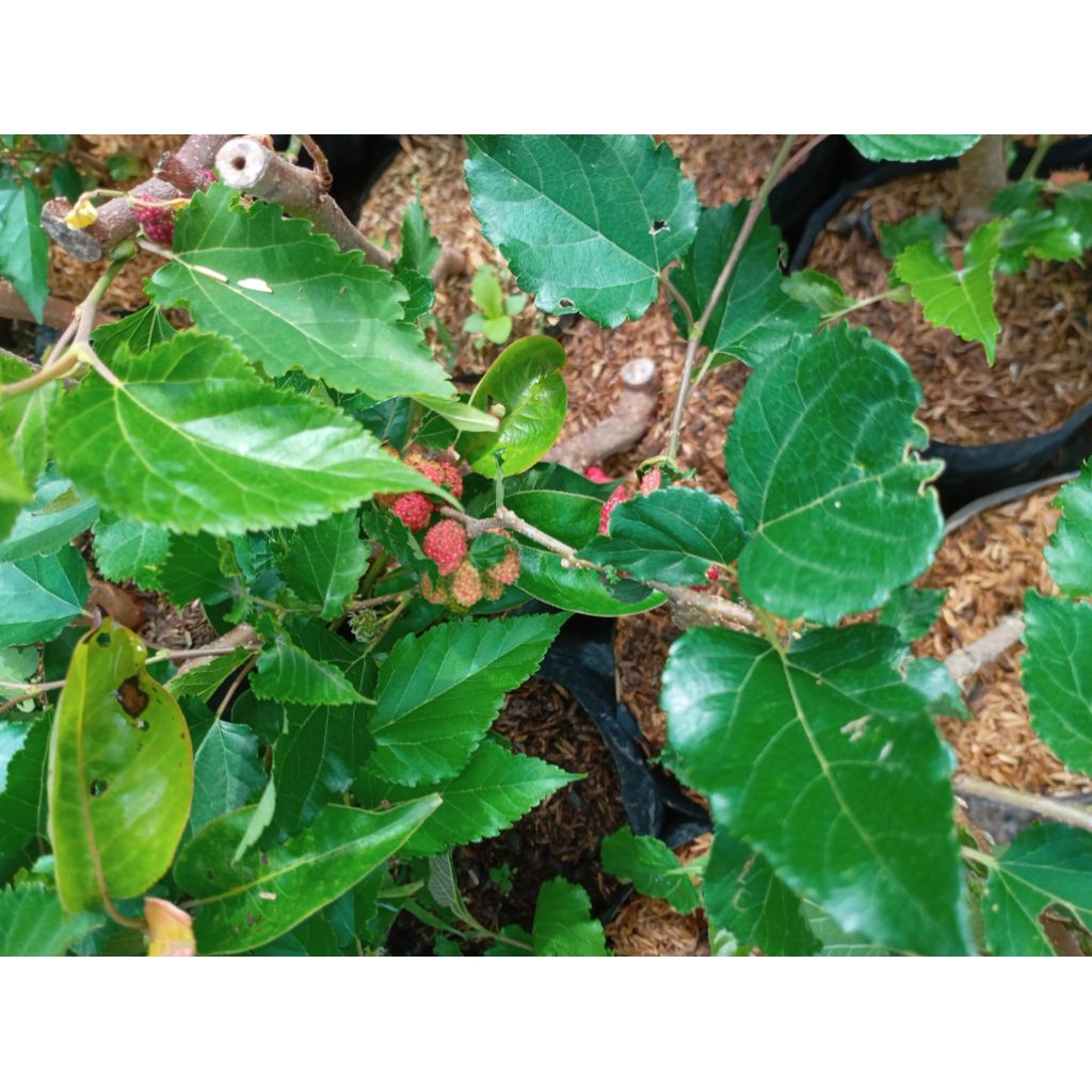 Tanaman  Besaran Murbei Arbei