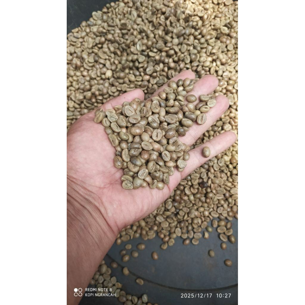 biji kopi robusta petik merah sortasi