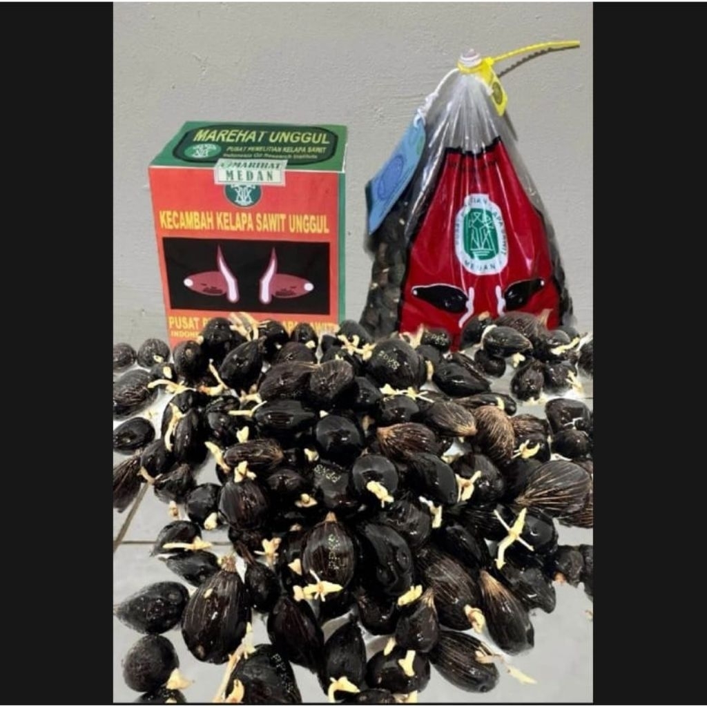 KECAMBAH SAWIT PPKS MEDAN UNGGUL BERSERTIFIKAT