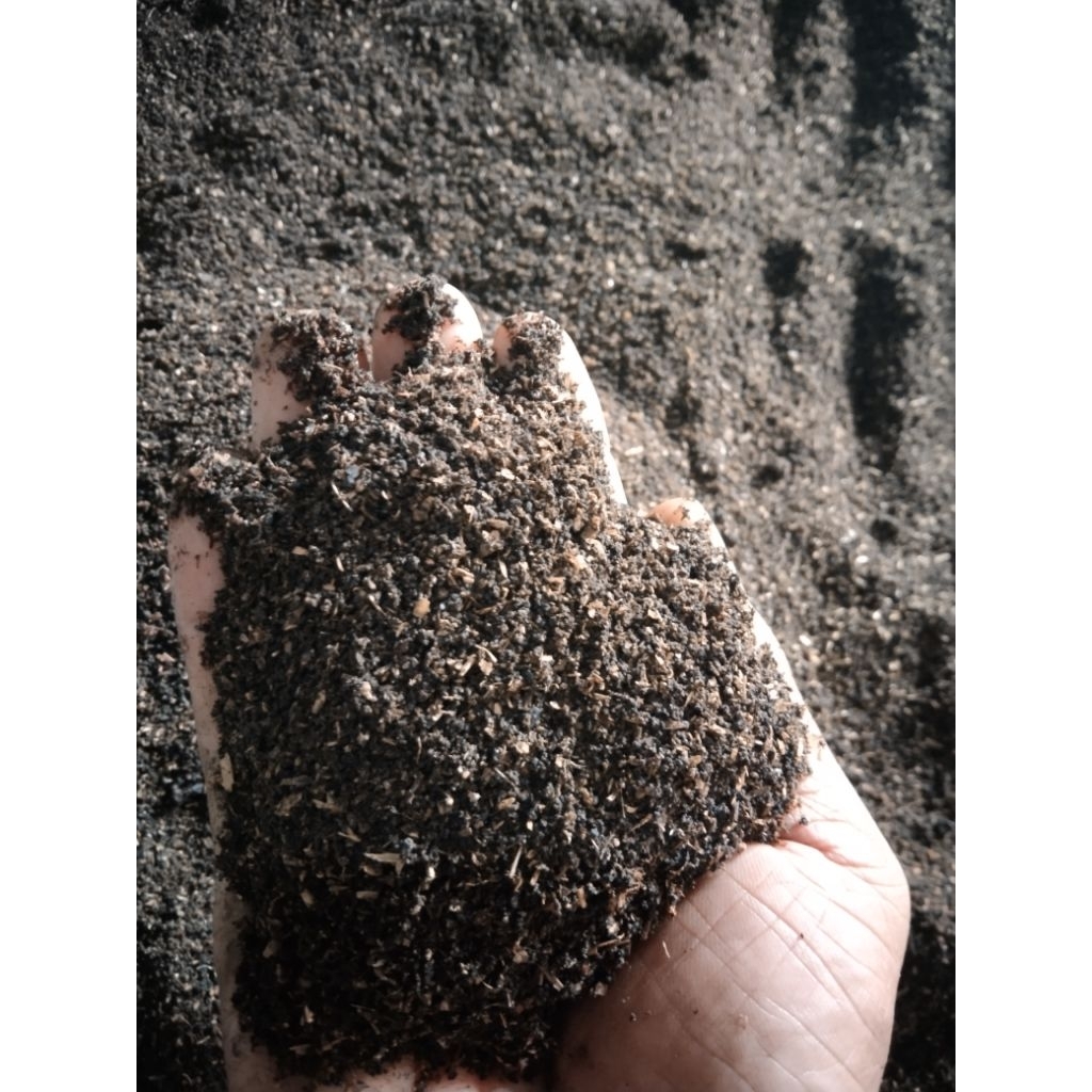 kohe maggot (kasgot) larva.bsf