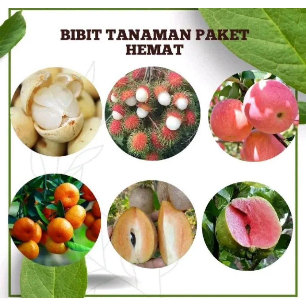 PAKET TANAMAN Alpukat aligator 5 bibit okulasi