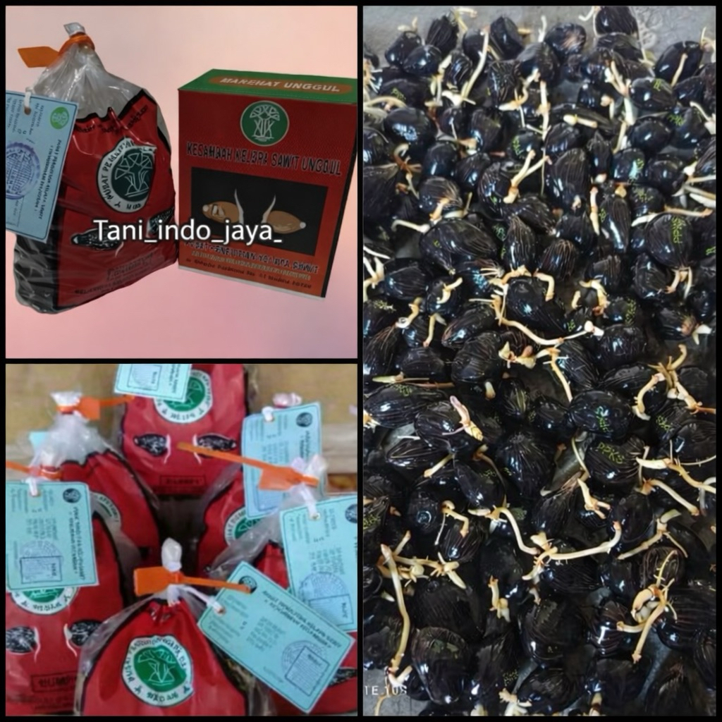 bibit kecambah kelapa sawit marehat dumpy