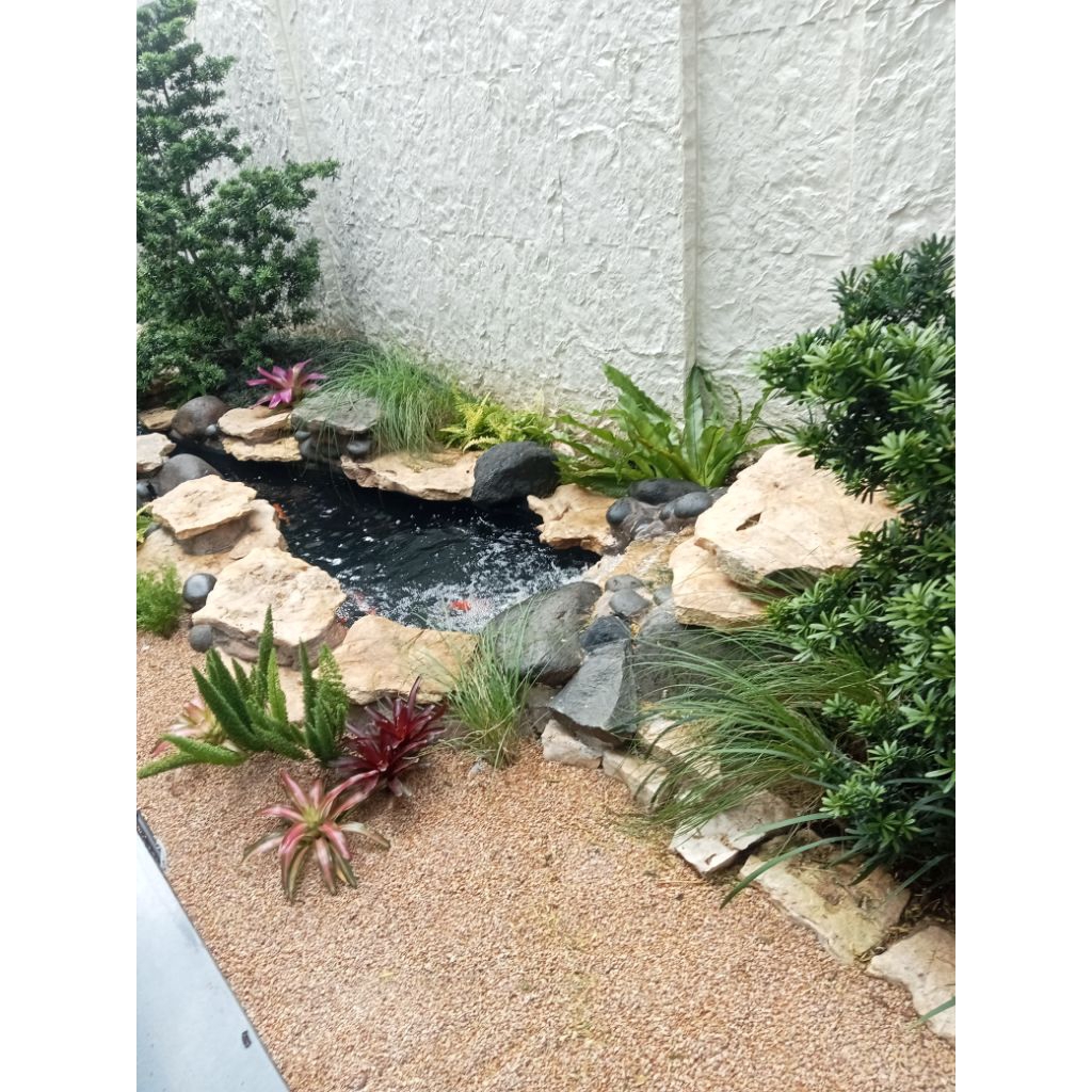 pembuatan kolam natural &kolam koi