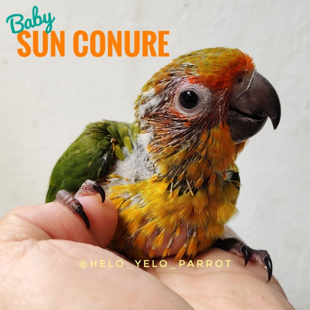 Baby Sun Conure / sunconure / SC