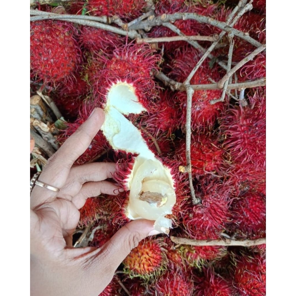 Rambutan binjai manis ngelontok 1 kg