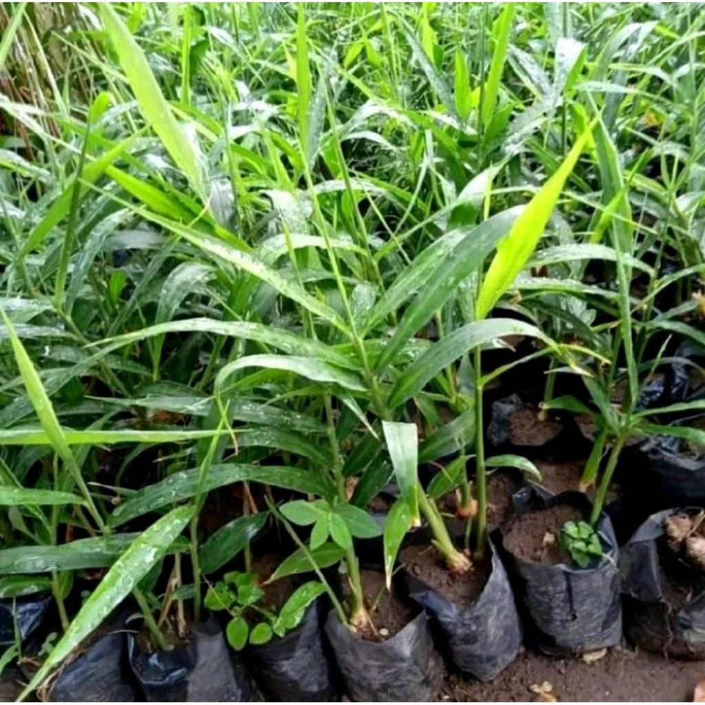 Bibit Tanaman Jahe Gajah siap tanam