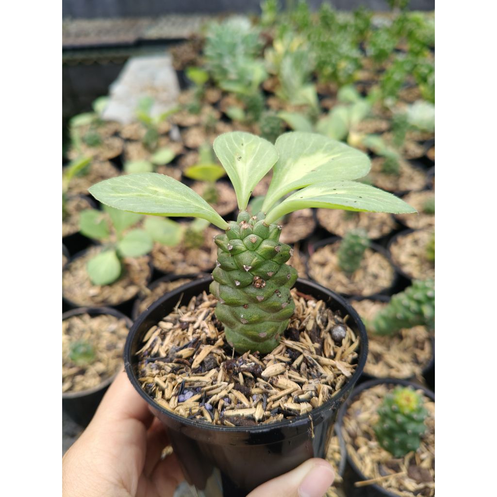 euphorbia monadenium ritchiei