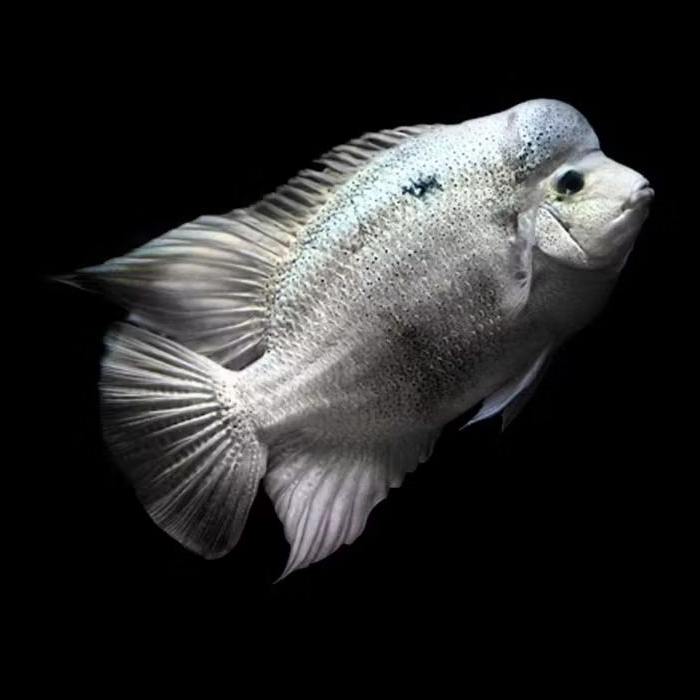 vieja argentea silver american cichlid