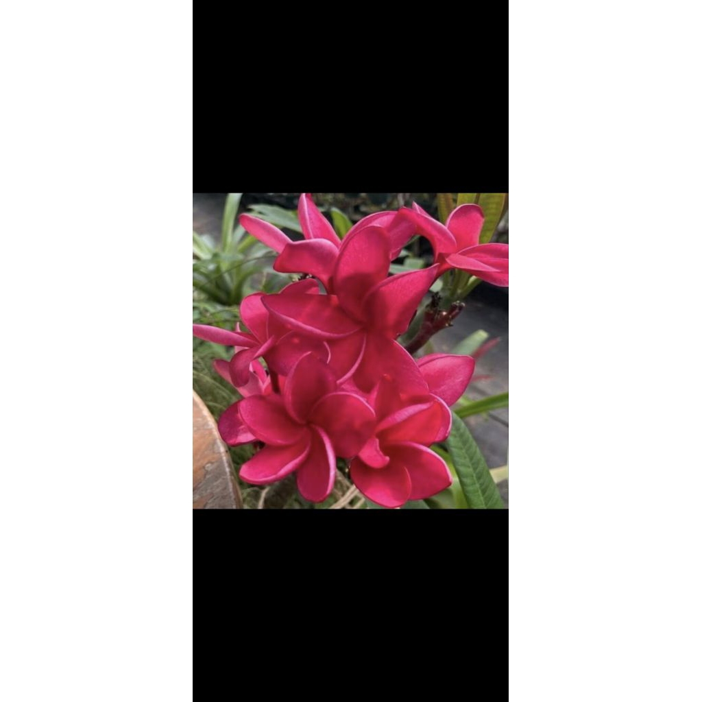 Stek Kamboja Merah Darah plumeria sanuye