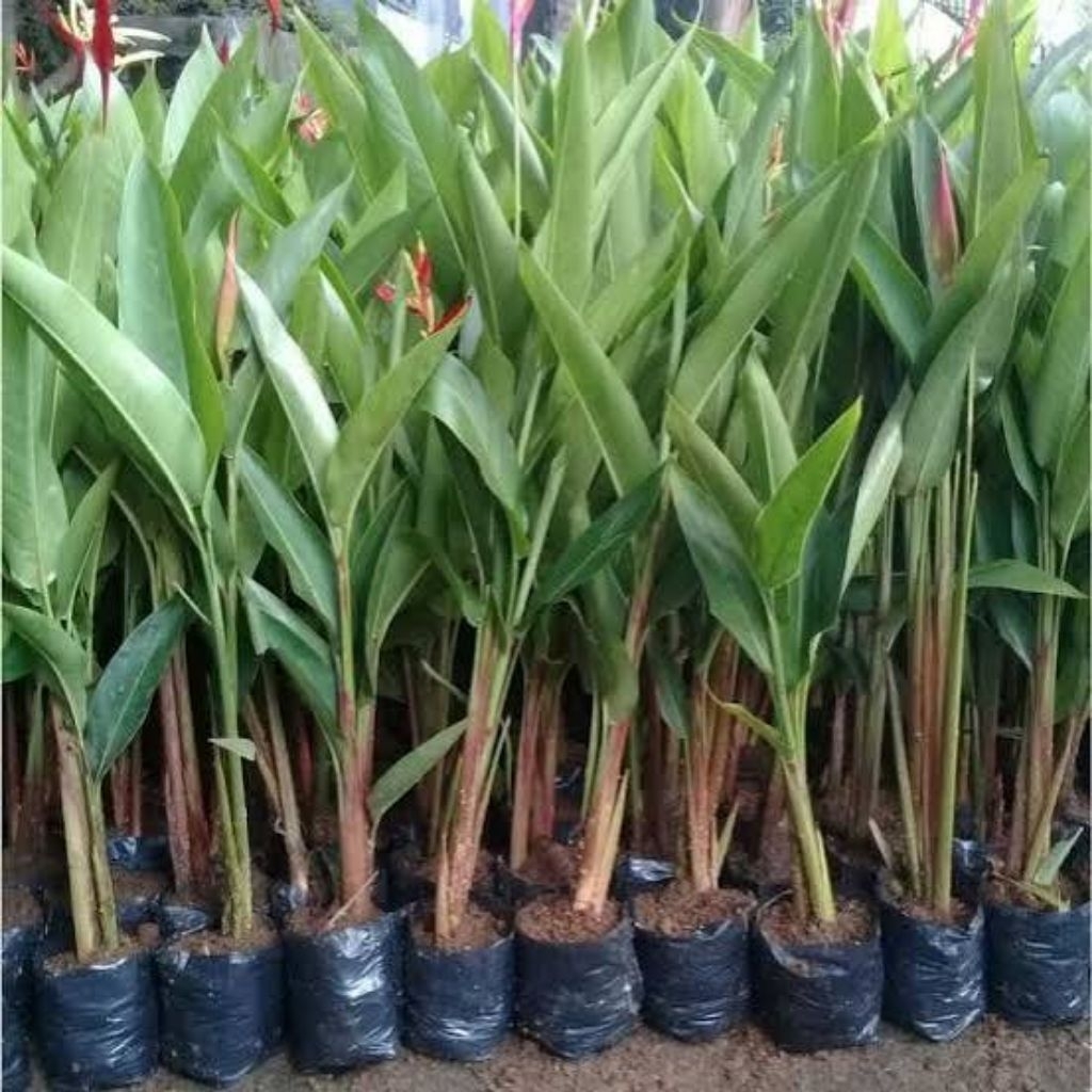 Tanaman Hias Heliconia - Bird of Paradise