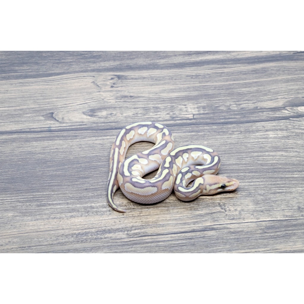 Ballpython Banana Lesser Het Clown Male (Female Maker)