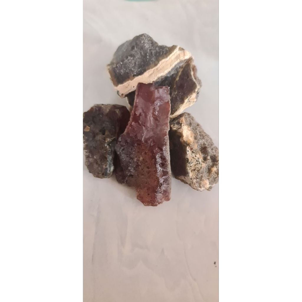 Bahan Raflesia bengkulu