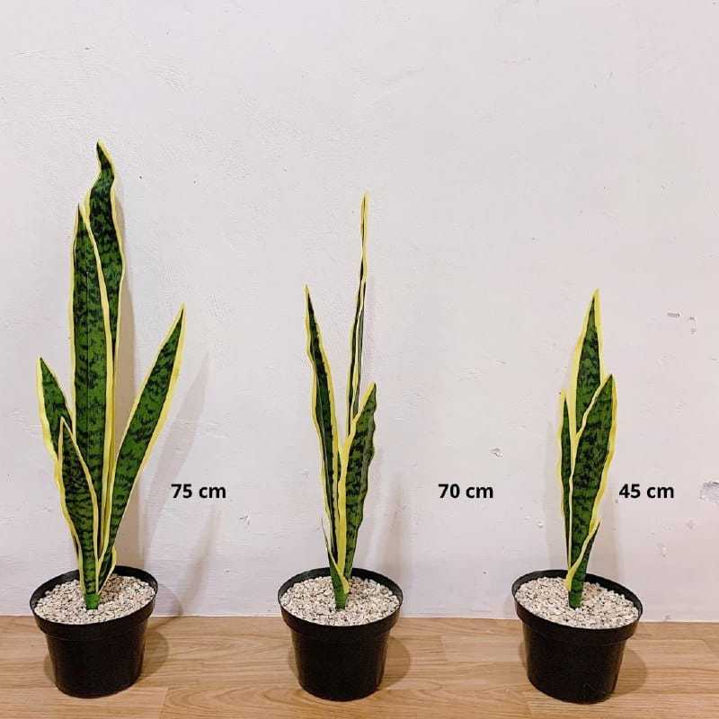 Tanaman Artifisial Sansivera / Tanaman Lidah Mertua Artifisial / Sansivera Artifical
