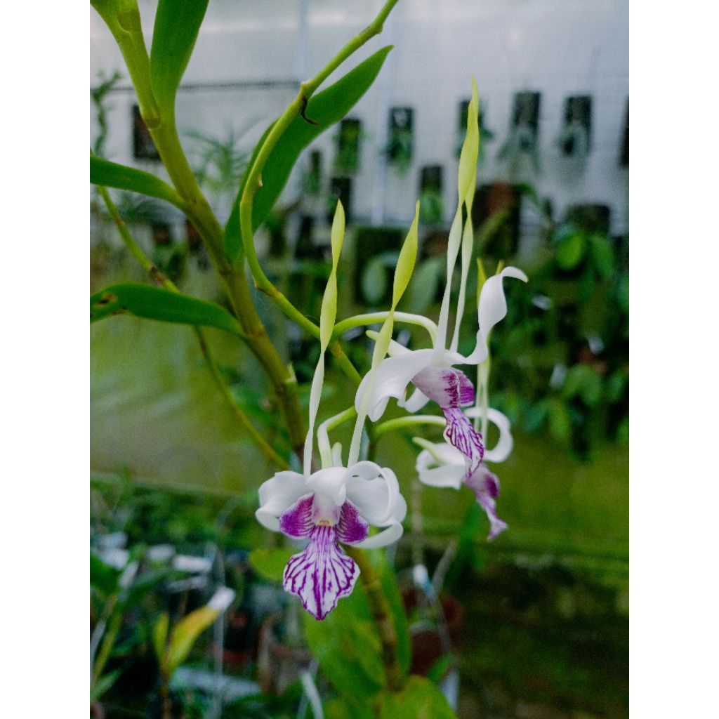 Dendrobium Stratiotes (knop)