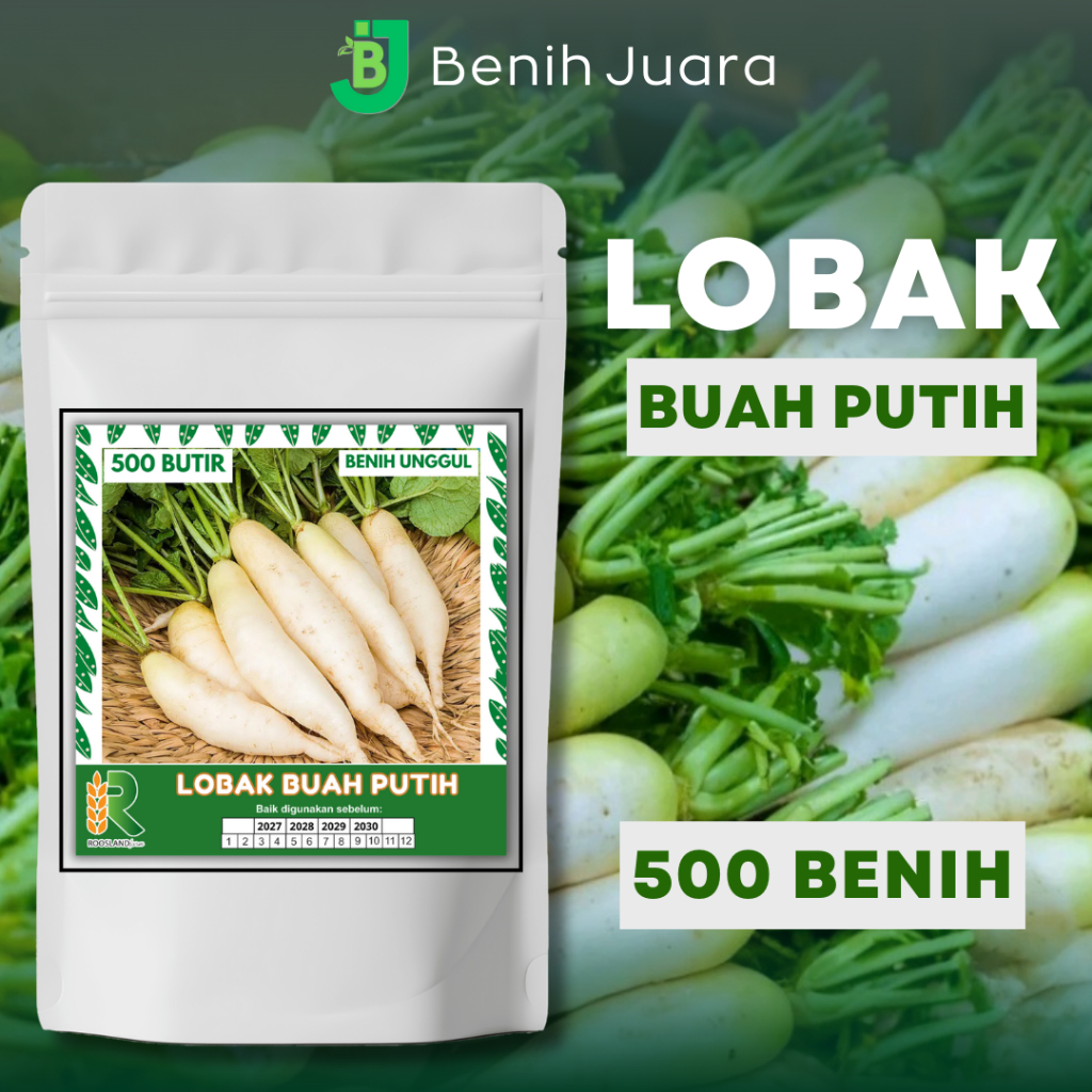 (500 BUTIR) BIJI BENIH LOBAK BUAH PUTIH KEMASAN PREMIUM