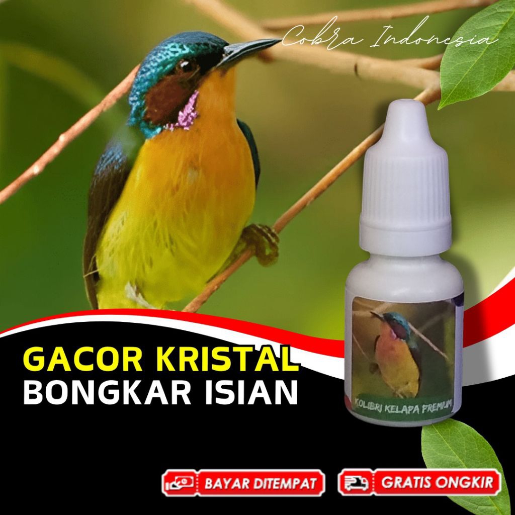 Vitamin Burung Kolibri Wulung Kowul
