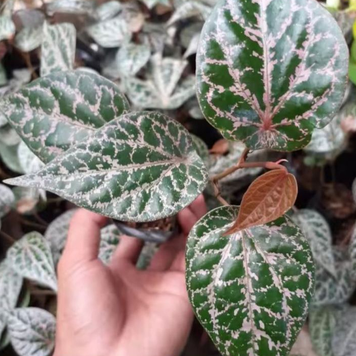 [PROMO] Daun Sirih Merah / Sirih Wulung Asli KUALITAS PREMIUM [10 LEMBAR]