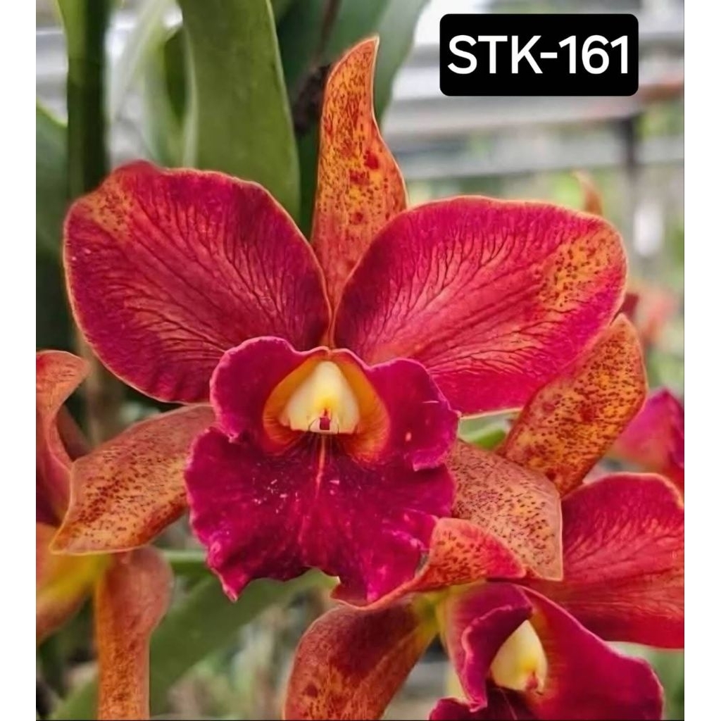 Anggrek cattleya Wainae Leopard x Red Jewel