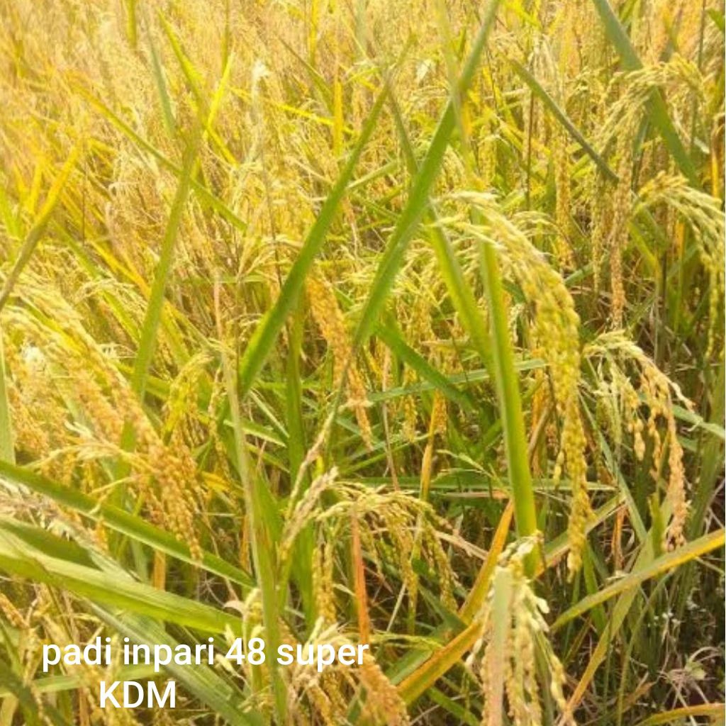 BENIH PADI INPARI 48 SUPER KEMASAN 1 KG BIBIT PADI UNGGUL