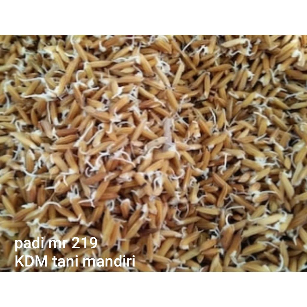 BENIH PADI MR 219 KEMASAN 1 KG BIBIT PADI UNGGUL