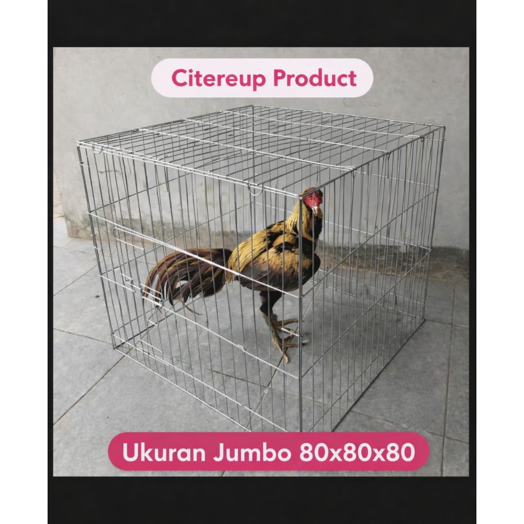 kandang ayam kotak jumbo ukuran 80x80x80 besi galpnis kokoh