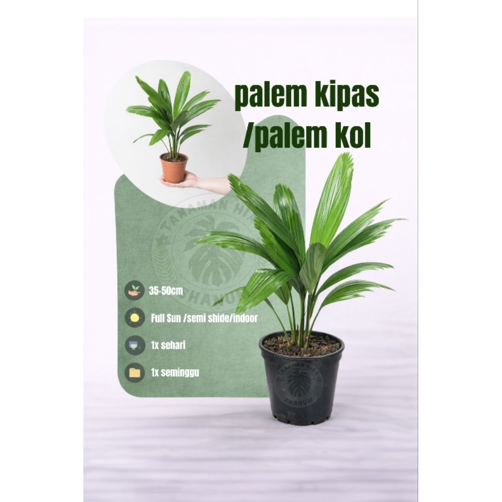 PROMO Tanaman hias palem kol - tanaman hias palem kipas - tanaman hias indoor - pohon palem - palem 