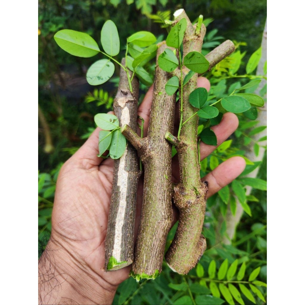 Bibit Indigofera Stek Batang | Tanaman Unggul