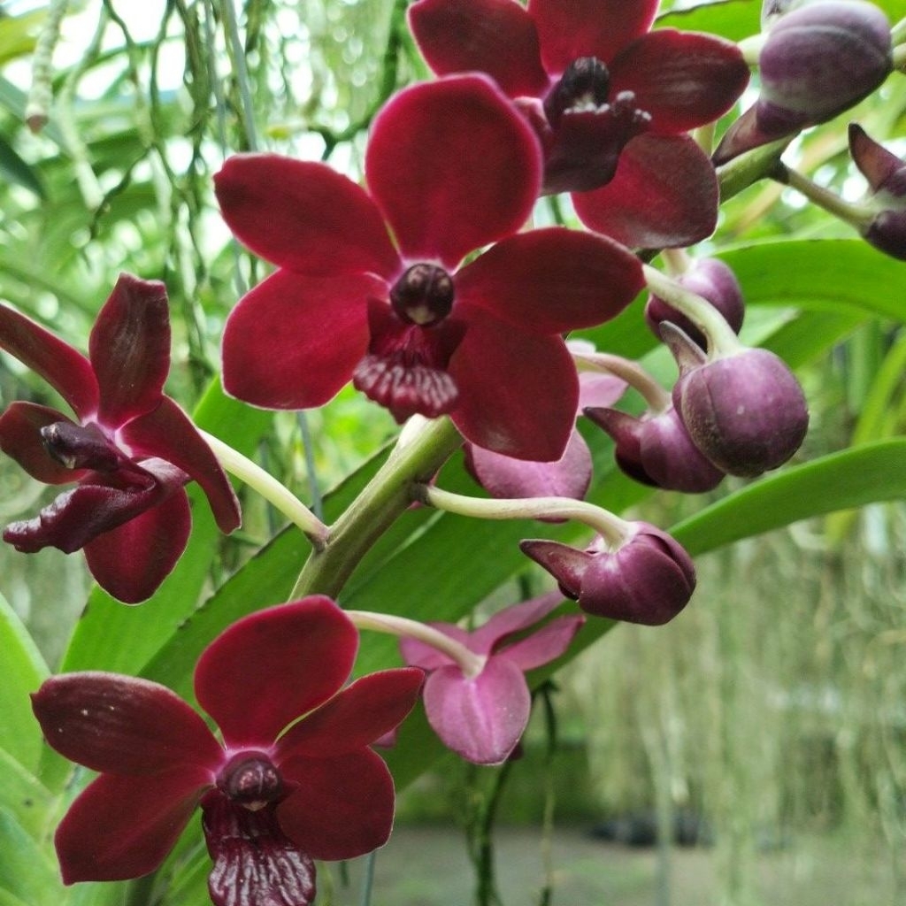 Vanda colmarie dewasa