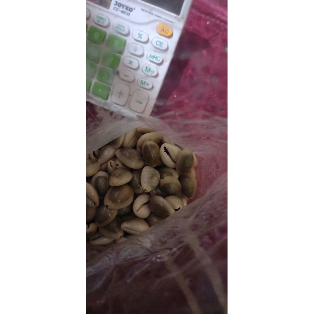 kuwuk kerang asli warna abu