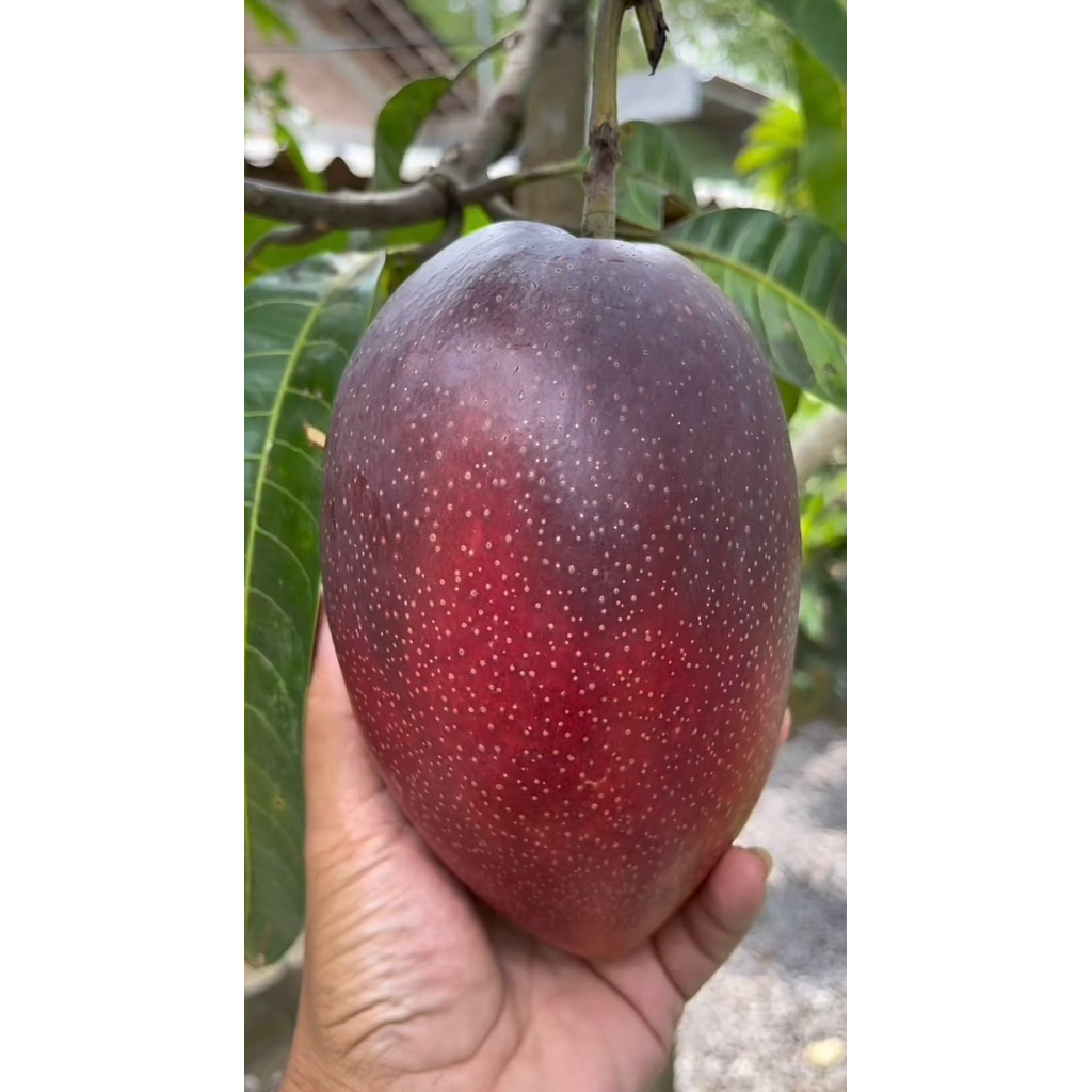 Bibit Buah Mangga Miyazaki atau Tanaman Mangga Miyazaki