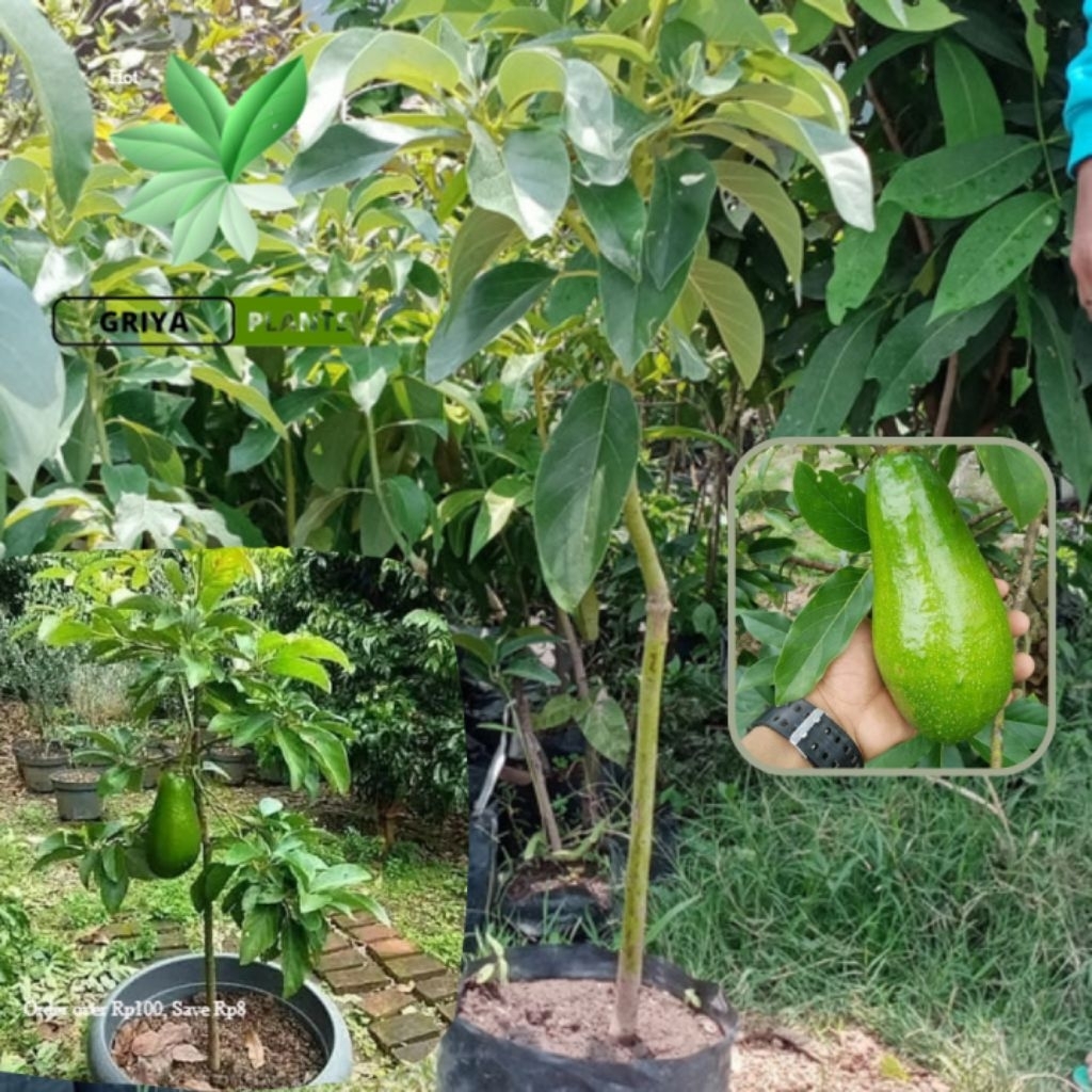 Bibit Alpukat Kelud Siap Berbunga - Batang Besar, Tinggi 80cm, Siap Berbuah