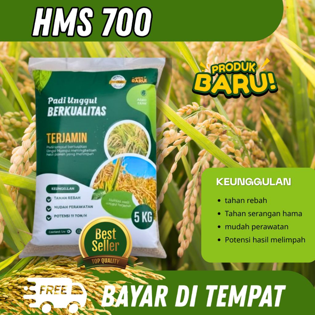 Benih Padi Bibit padi HMS700 Kemasan 5 kg