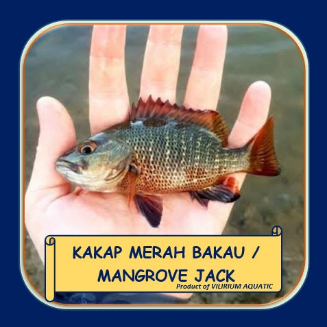 IKAN HIAS AIR TAWAR - KAKAP MERAH BAKAU / MANGROVE JACK (IKAN PREDATOR)