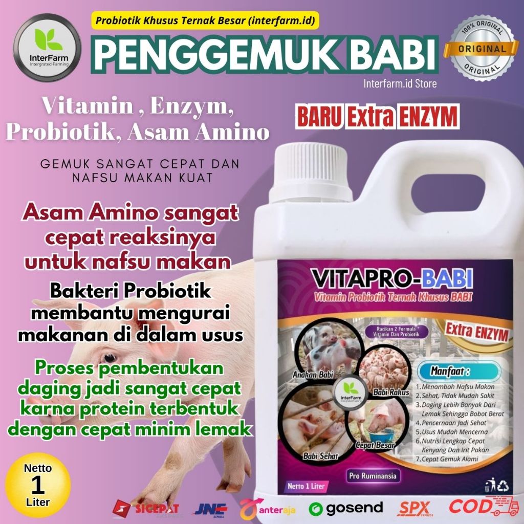 Obat penggemuk Babi, Vitamin Probiotik penggemuk Babi paling cepat, Nafsu Makan Meningkat INTERFARM