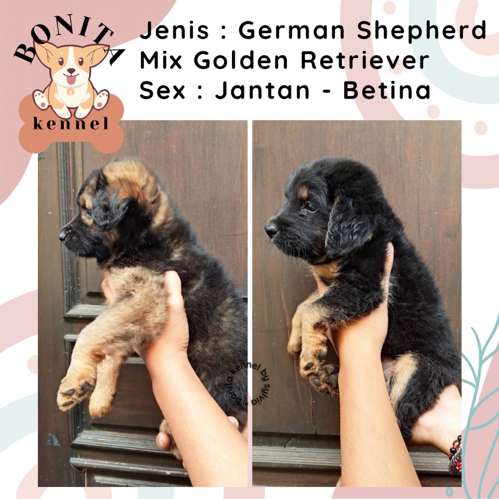 German Sherperd Mix Golden Retriever Anak Anjing Herder Golden Jantan Betina