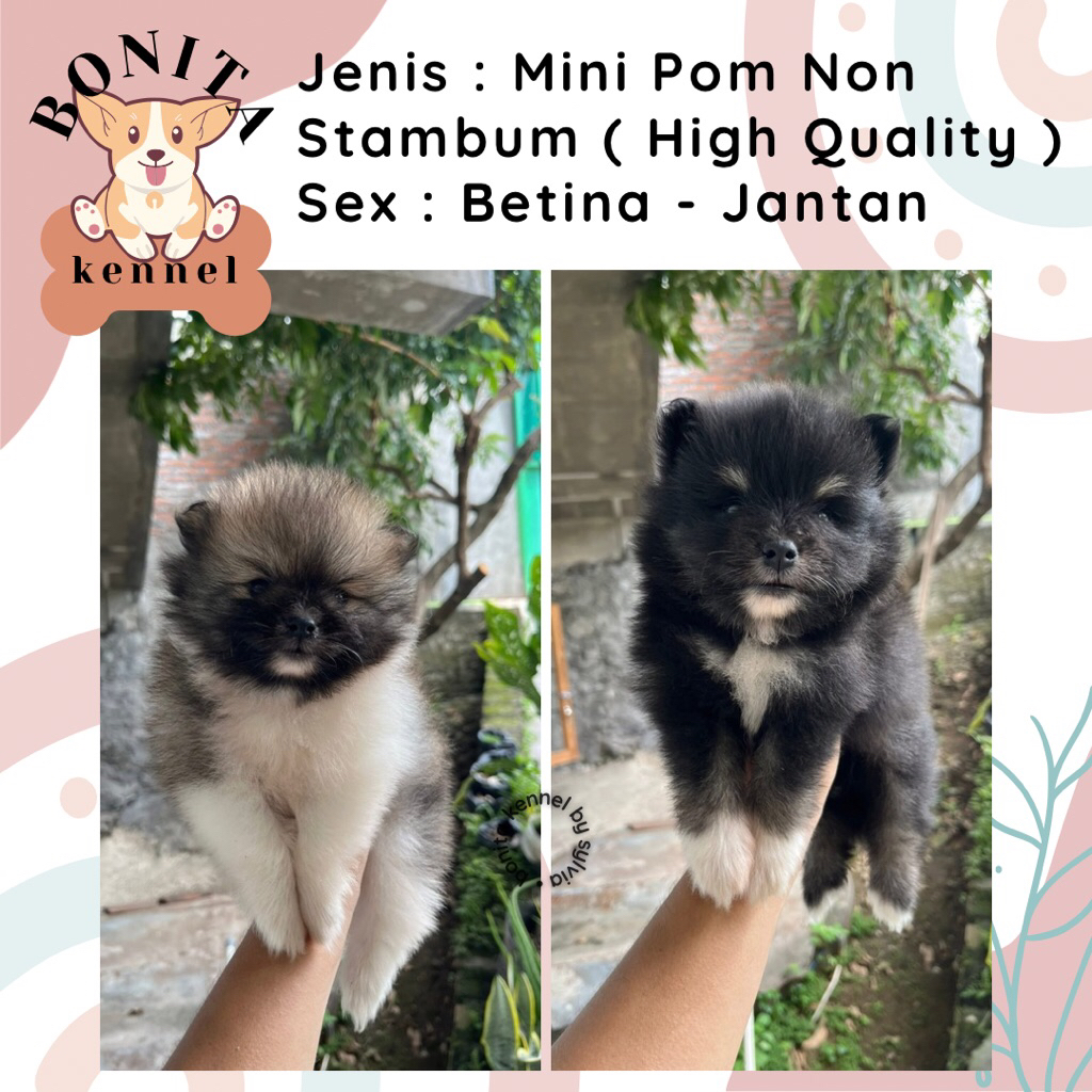 Parti Black n Tan Mini Pom Non Stambum Jantan Betina Anak Anjing Minipom Pomeranian