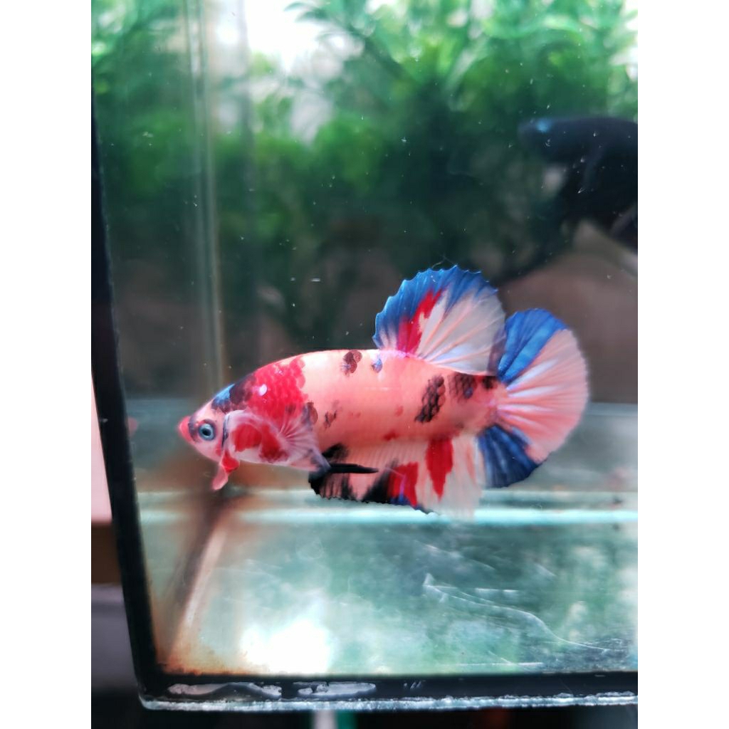 Plakat Yellow Base Multicolor Male Size M-