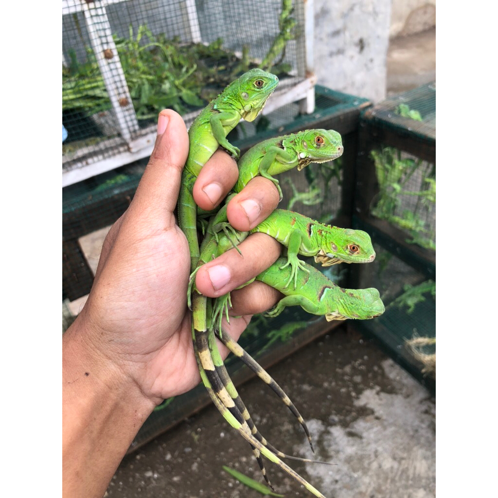 Green iguana baby