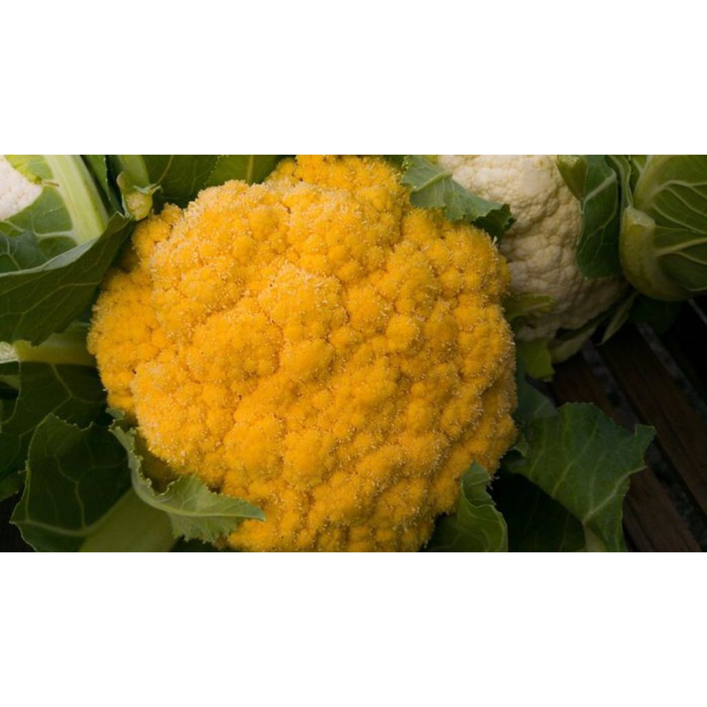 Bibit Benih Biji Brokoli Kuning Benih Brokoli Kuning