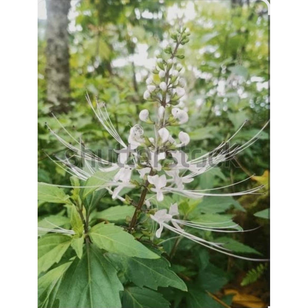 Daun kumis kucing fresh palembang