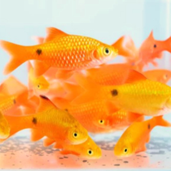 Ikan Hias Barbir | Ikan hias (Rosy Barb) | ikan hias aquascape