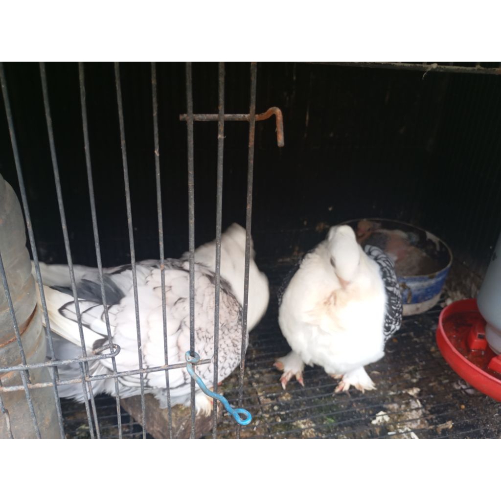 Merpati hias Santinet sepasang bonus anak