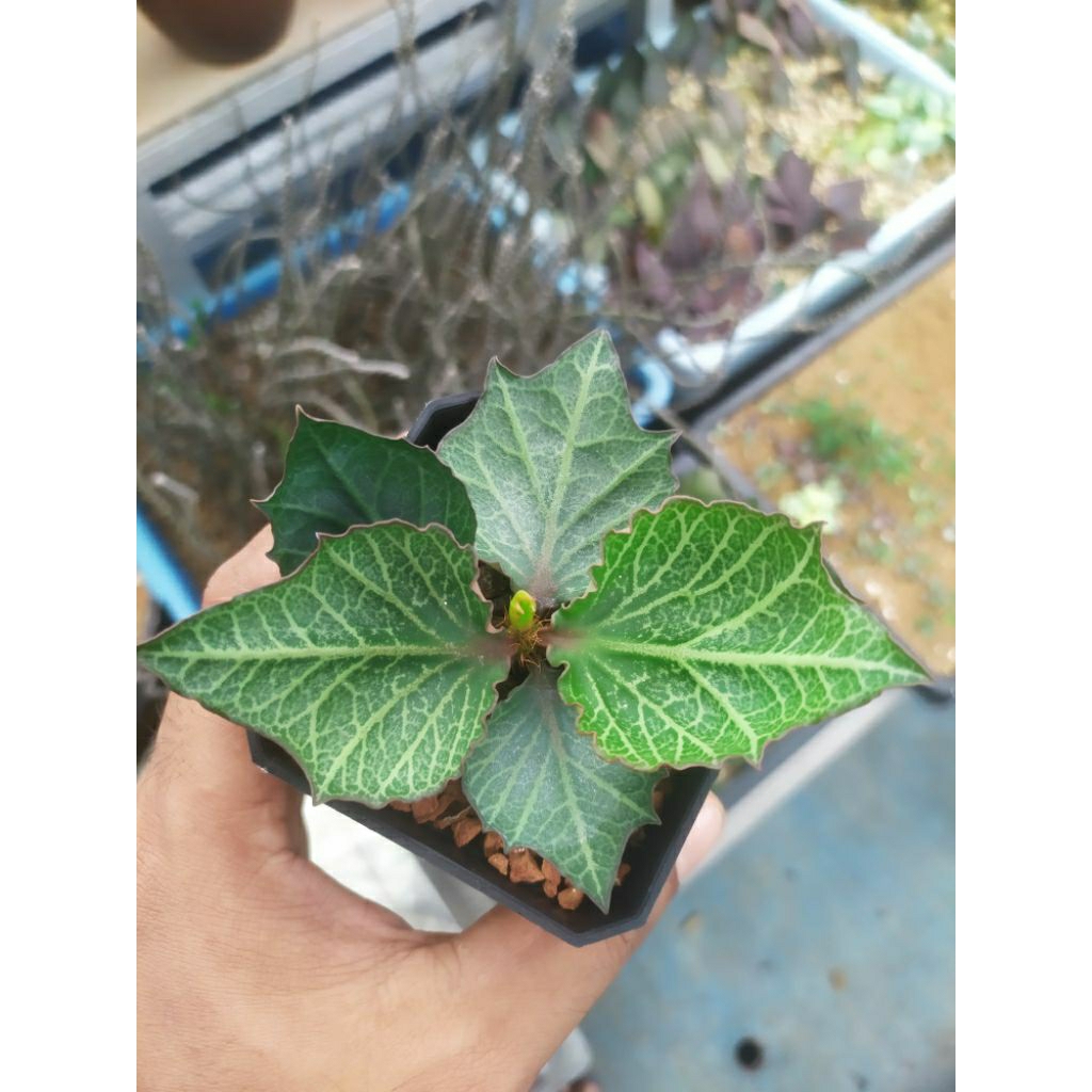 Euphorbia Francoisii Maple cutting pohon cantik sehat