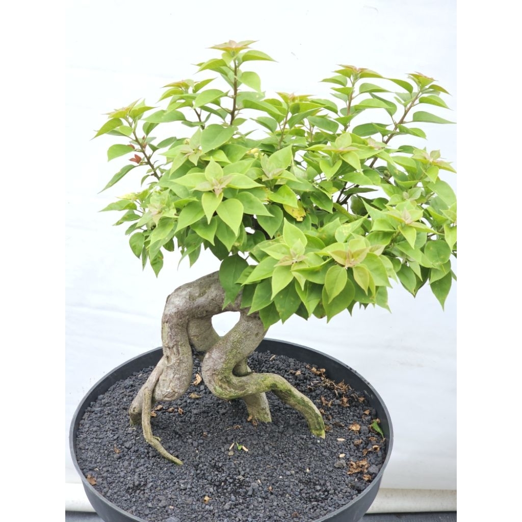 Bonsai Bougenville Import ID Singapore Size L