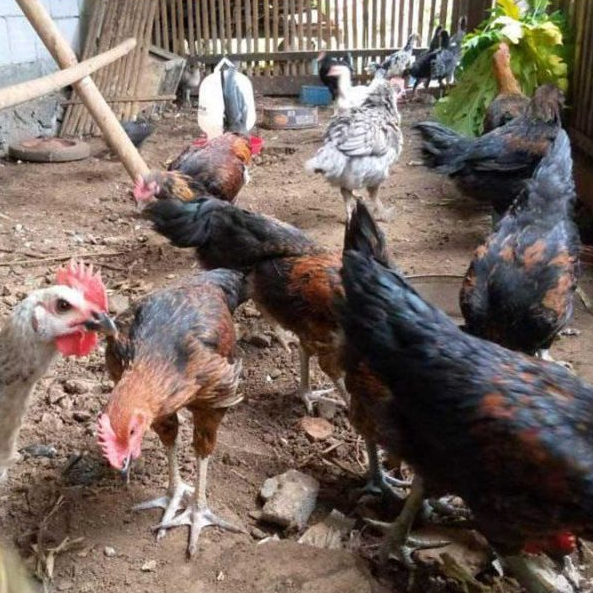 Ayam Kampung Dewasa Usia 5 Bulan (Indukan)