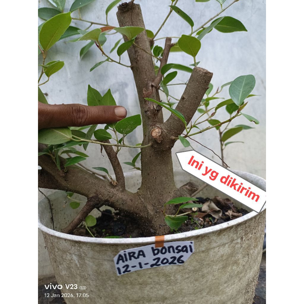 bahan bonsai iprik silver pucuk merah
