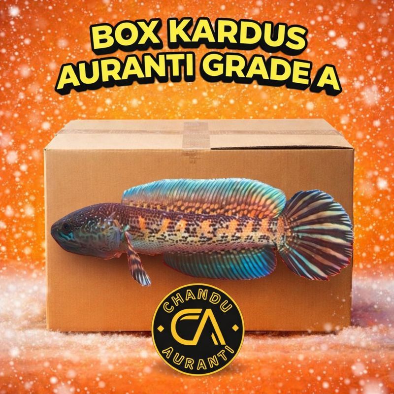 Box Kardus Channa Auranti WC/CB 5-7cm Calon Gondrong Bahan Dorpol Grade A